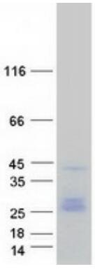 Coomassie blue staining of purified CD9 protein.